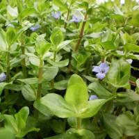 Moerings Bacopa caroliniana - grote bacopa