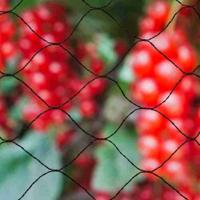 Primo Natural Anti-Bird Net 10 x 10 m zwart Primo Natural Anti-Bird Net 10 x 10 m zwart