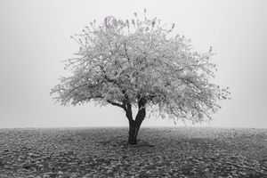 Karo-art Schilderij - Eenzame boom in het zwart wit, premium print, 3 maten , Wanddecoratie