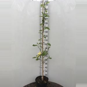 Magnolia struik Daphne - 150 - 175 cm - 1 stuks