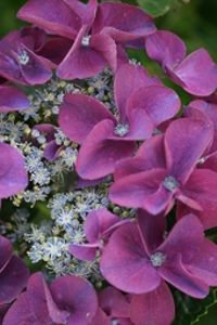 Hortensia