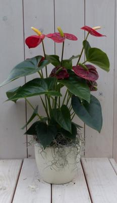 Flamingoplant Anthurium rood in creme pot 40 cm Warentuin Natuurlijk - Warentuin natuurlijk