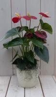 Flamingoplant Anthurium rood in creme pot 40 cm Warentuin Natuurlijk - Warentuin natuurlijk