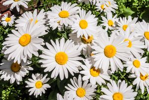 Margriet Leucanthemum vulgare 'May Queen'