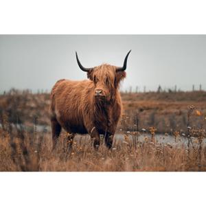 Glasschilderij Hooglander