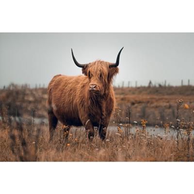 Glasschilderij Hooglander