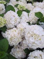 Hortensia