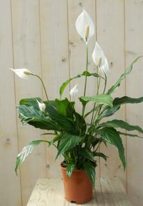 Lepelplant Spathiphyllum 60 cm - Warentuin natuurlijk