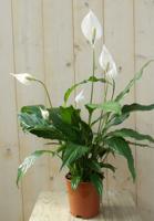 Lepelplant Spathiphyllum 60 cm - Warentuin natuurlijk