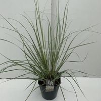 Dwergpampasgras (Cortaderia selloana "Mini Silverpampas") siergras - In 5 liter pot - 1 stuks