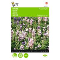 2 stuks Lupinus Nanus Pixie Delight Gemengd - thumbnail