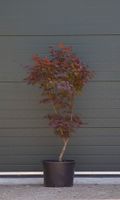 Rode Japanse esdoorn Bloodgood Acer palmatum Bloodgood h 137,5 cm - Warentuin Natuurlijk