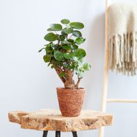 Polyscias Fabian - Aralia - P12
