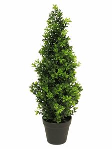 Boxwood Orion tapered green 60cm