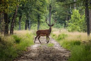 Karo-art Schilderij - Hert in bos, Groen,  2 maten, Premium print