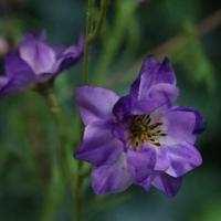 Delphinium Kunsttak 78cm Paars