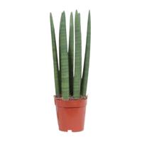 Sansevieria Straight - Ø12cm - ↕40cm