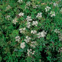 2 stuks! Oenanthe fistulosa Flamingo potmaat P9 Pijptorkruid Moerings - Moerings