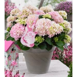 Hydrangea Macrophylla Music Collection "Soft Pink Salsa"® boerenhortensia - 25-30 cm - 1 stuks