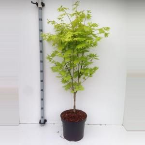 Japanse esdoorn (Acer shirasawanum "Jordan") heester - 70+ cm - 5 stuks