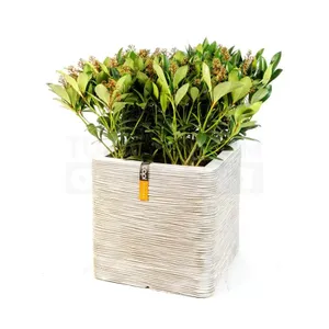 Pot vierkant Rib NL 40x40x40 ivoor + skimmia