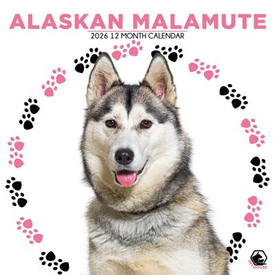 Alaskan Malamute Kalender 2026