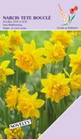 Narcis tete boucle 12 bollen