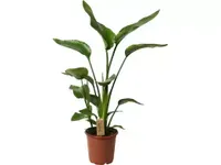 Kamerplant Strelitzia Nicolai 'Paradijsvogelplant'