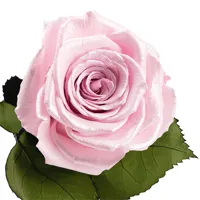 Longlife roos Strawberry Satin Longlife roos Strawberry Satin