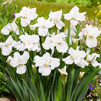 Siberische witte iris / Iris sibirica Not Quite White Siberische witte iris / Iris sibirica Not Quite White