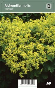 Vips Alchemilla mollis Thriller - Vrouwenmantel