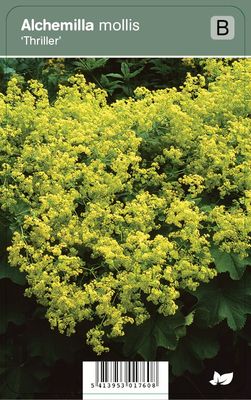 Vips Alchemilla mollis Thriller - Vrouwenmantel