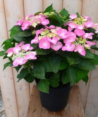 Hortensia Hydrangea roze randjesbloem 40 cm - Warentuin natuurlijk