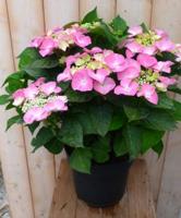 Hortensia Hydrangea roze randjesbloem 40 cm - Warentuin natuurlijk