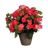 Mica Decorations Begonia Kunstplant - H37 x Ø36 cm - Donkerroze