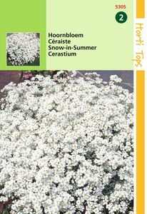 Cerastium Biebersteinii - Hortitops