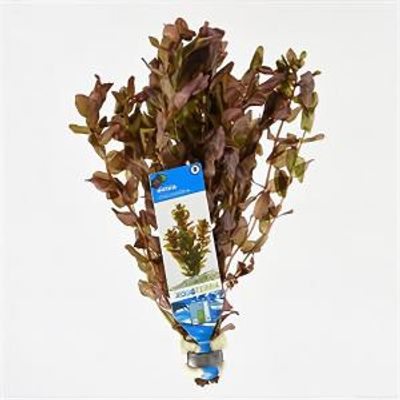 Rotala macrandra
 - 10 stuks - aquarium plant