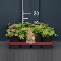 Ooievaarsbek (geranium macrorrhizum "Spessart") bodembedekker - 12 stuks - thumbnail