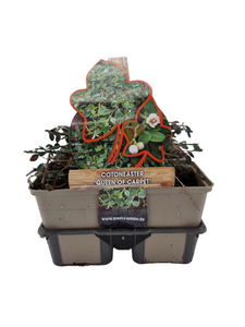 Cotoneaster procumbens 'Queen of Carpet' - Dwergmispel 6 pack