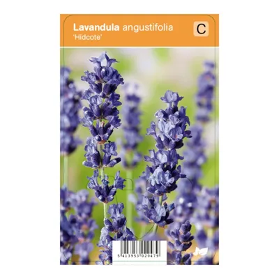 V.I.P.S. Lavandula angustifolia ''Hidcote'' - Lavendel (P9)