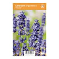 V.I.P.S. Lavandula angustifolia ''Hidcote'' - Lavendel (P9)