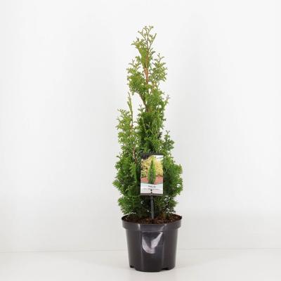 Thuja occidentalis degroot spire - Warentuin natuurlijk