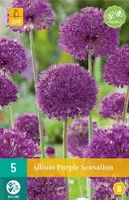 X 5 Allium Purple Sensation