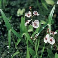 Pijlkruid (Sagittaria sagittifolia) moerasplant (6-stuks) - thumbnail