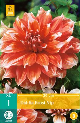 Dahlia Frost Nip XL