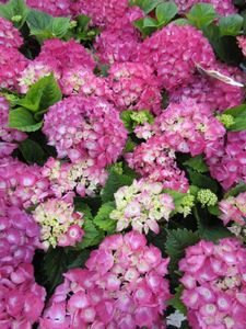 Boerenhortensia