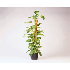 Nature - Kokosplantstok H90cm dia. 38mm