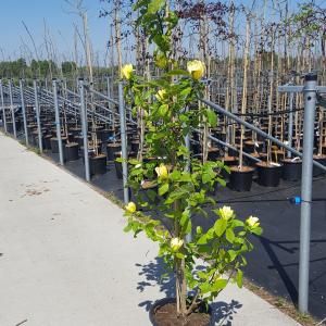 Magnolia struik Brooklynensis Yellow Bird - 150 - 175 cm - 2 stuks