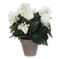 Mica Decoration Kunstplant - begonia - wit - in grijze pot - 30 cm   -