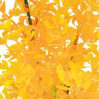 Sf art plant 25 cm ludwigia orange - Superfish